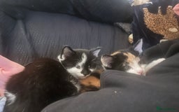 Maine Coon cats for sale: Kittens for sale  - Image 15