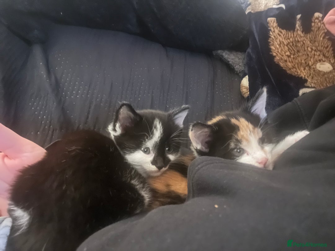 Maine Coon cats for sale: Kittens for sale  - Image 15