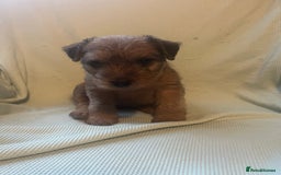 Lakeland Terrier dogs for sale: Lakeland Terrier puppies - Image 3