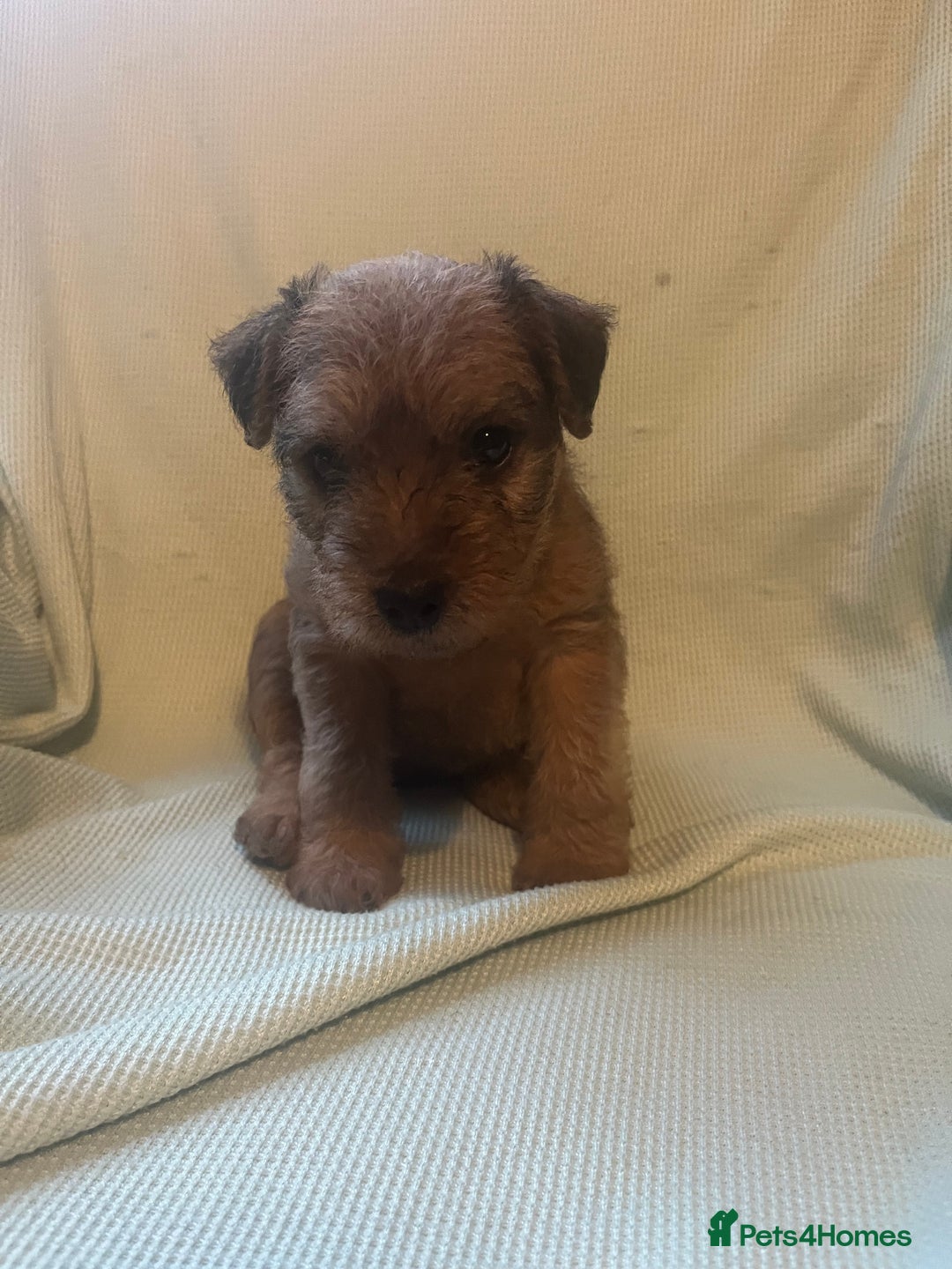 Lakeland Terrier dogs for sale: Lakeland Terrier puppies - Image 3