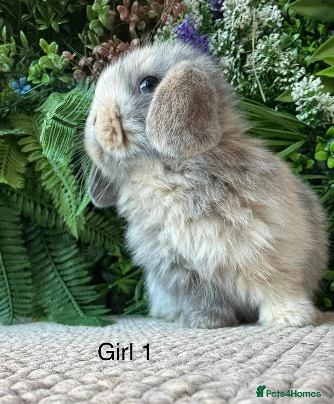 Mini Lop rabbits for sale: Stunning Mini Lops - Advert 1