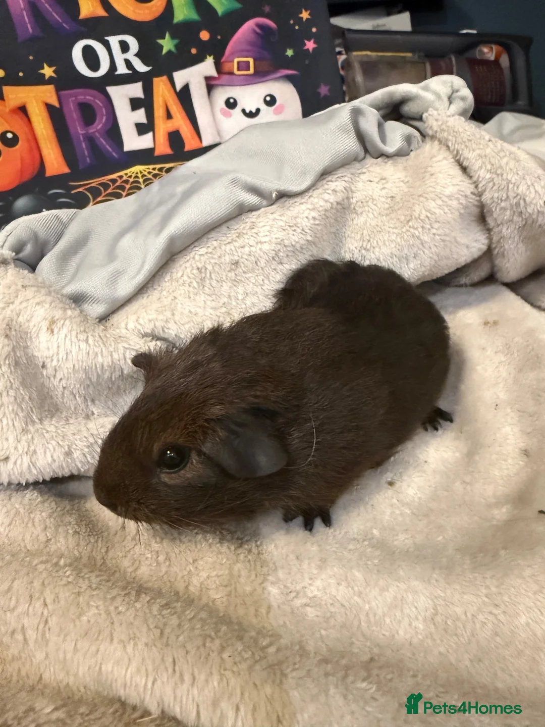 Guinea Pig rodents for sale: Guinea pigs  in Stoke-on-Trent - Advert 13