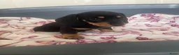 Dachshund dogs for sale: 5 lovely dachshund pups - Advert 14