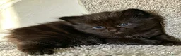 Ragdoll cats for sale: Two Rare full black kittens of Ragdool  - Advert 5