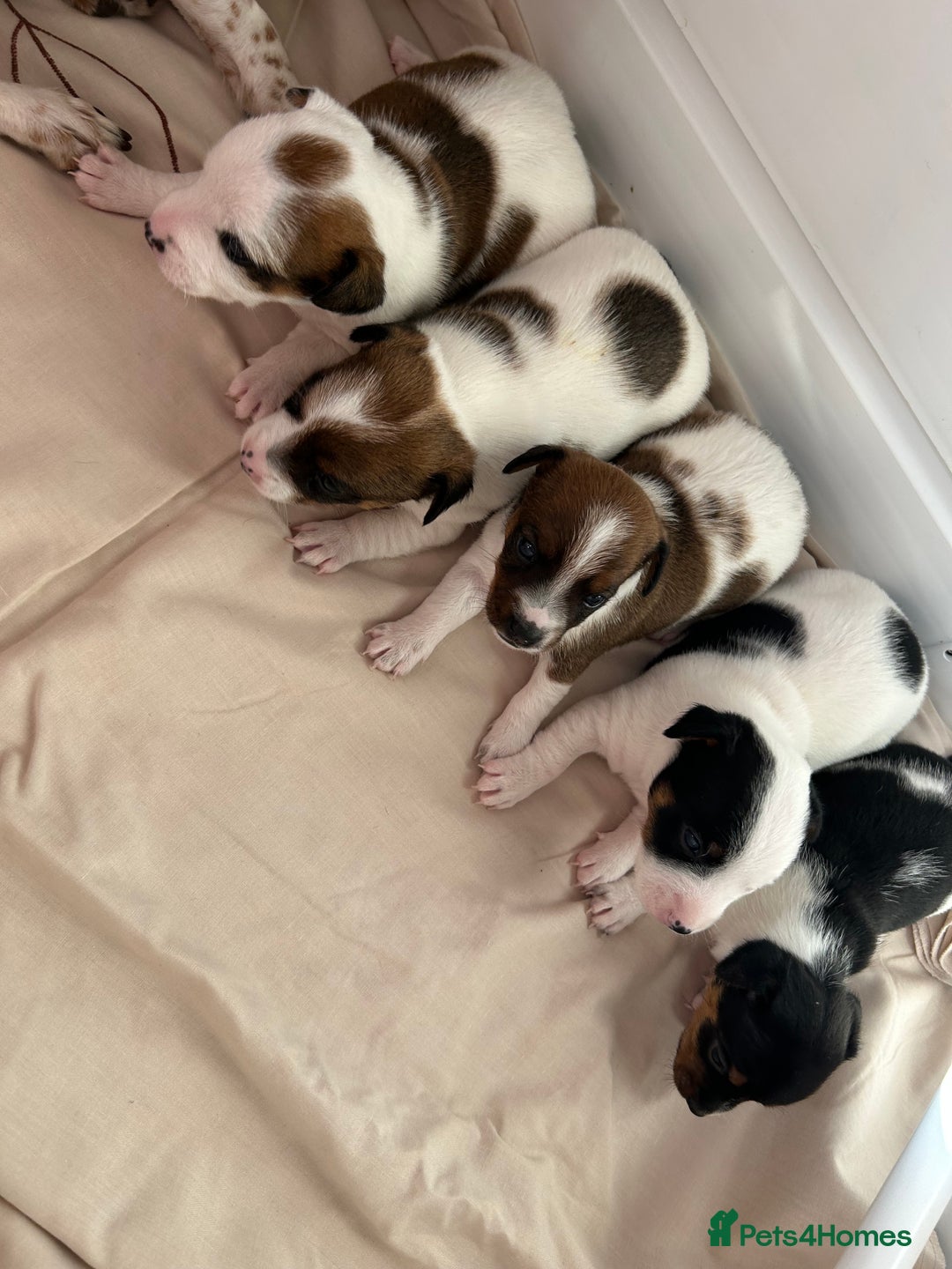 Jack Russell dogs for sale: Outstanding Miniature Jack Russell Puppys  - Image 4