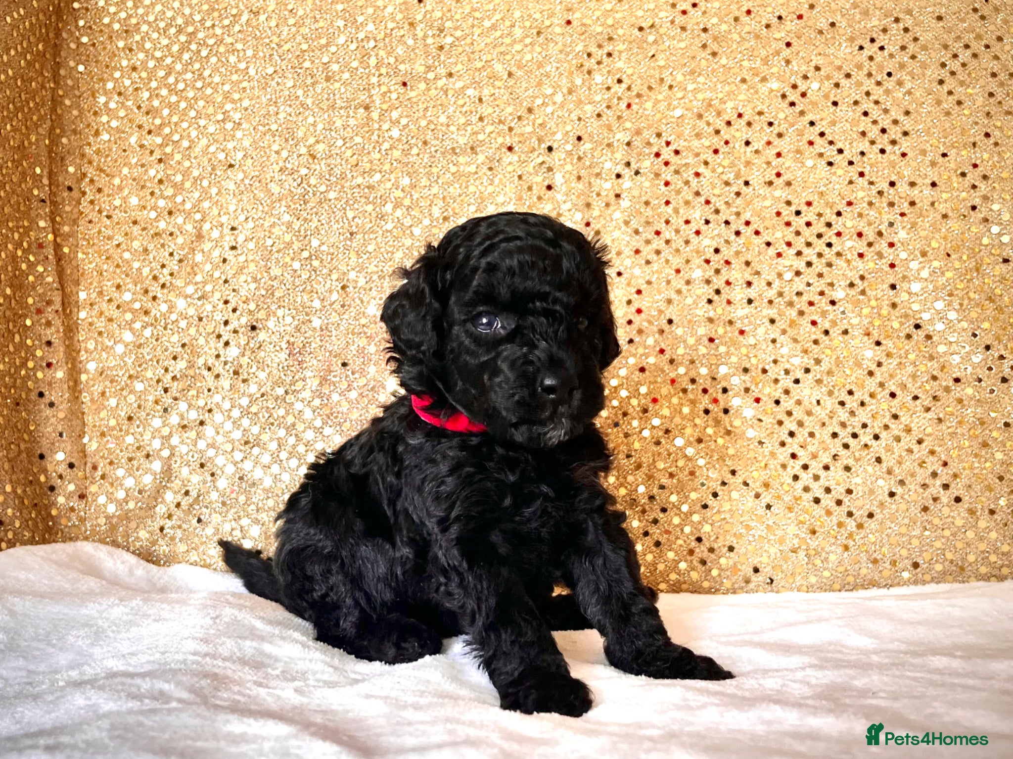 Miniature Poodle dogs 🌟Stunning Mini Poodles🌟CHAMPION LINES, DNA CLEAR - Advert 2