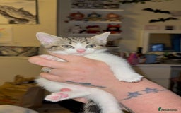 Mixed Breed cats for sale: Two girls left  - Image 9