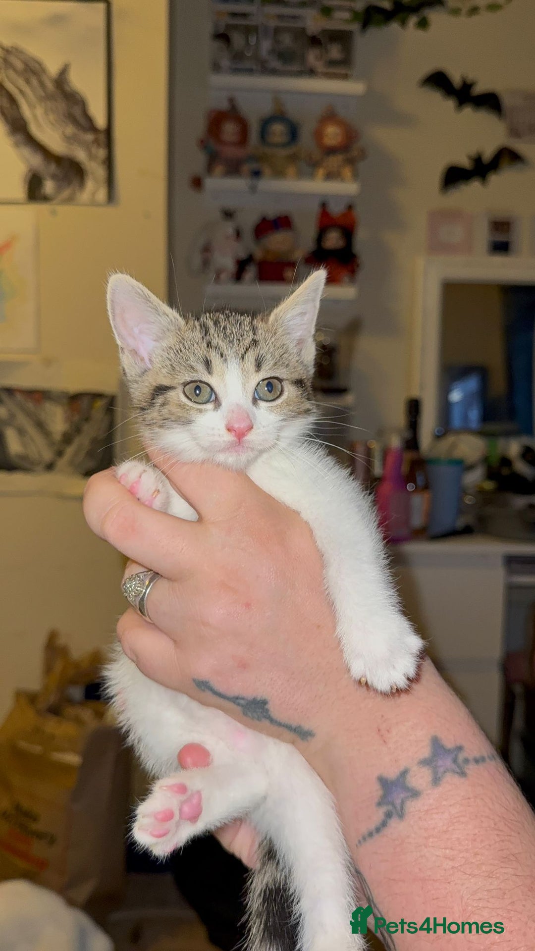 Mixed Breed cats for sale: Two girls left  - Image 9