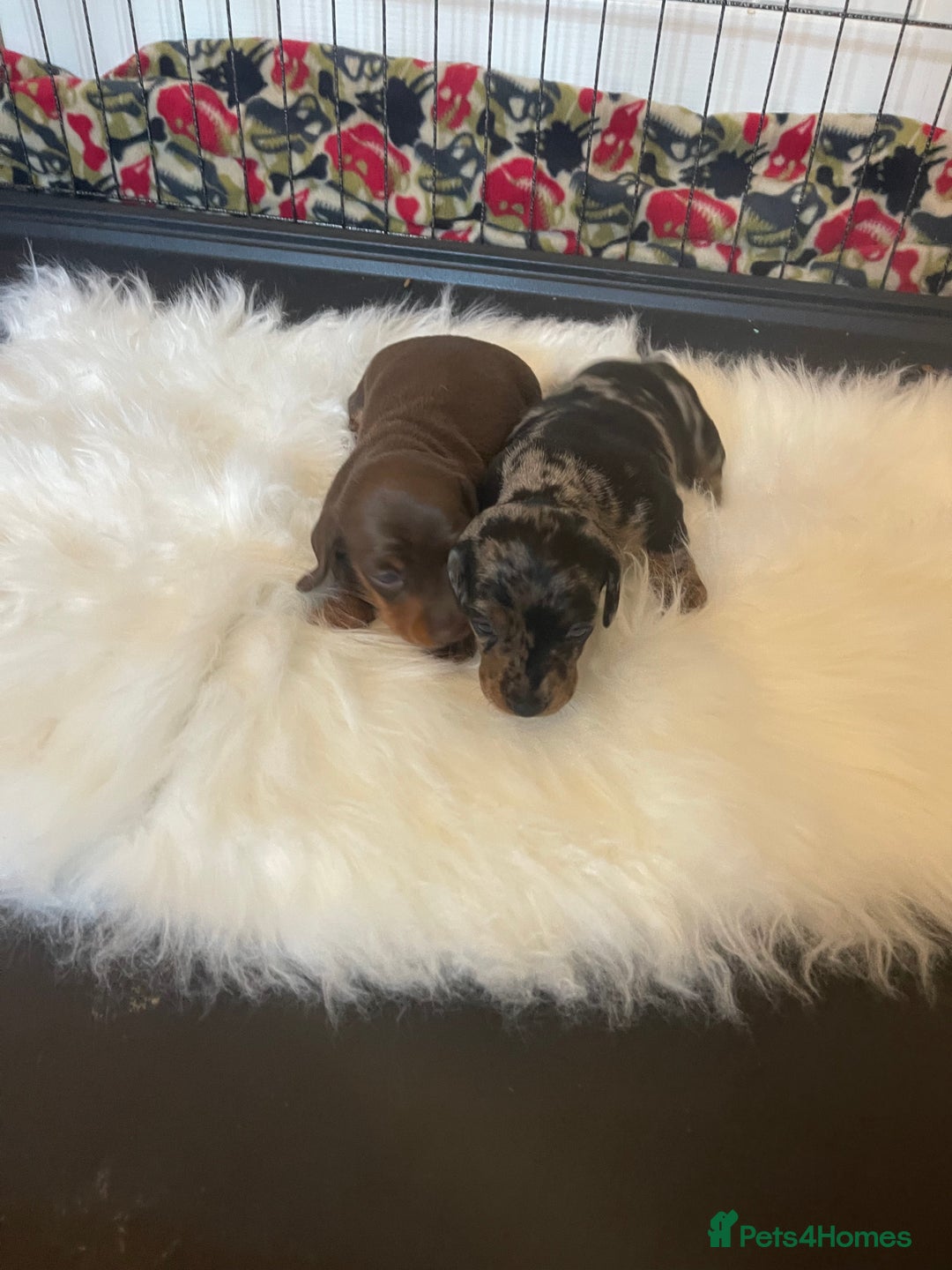 Miniature Dachshund dogs for sale: Miniature Kc registered dachshunds PRA clear  - Advert 3