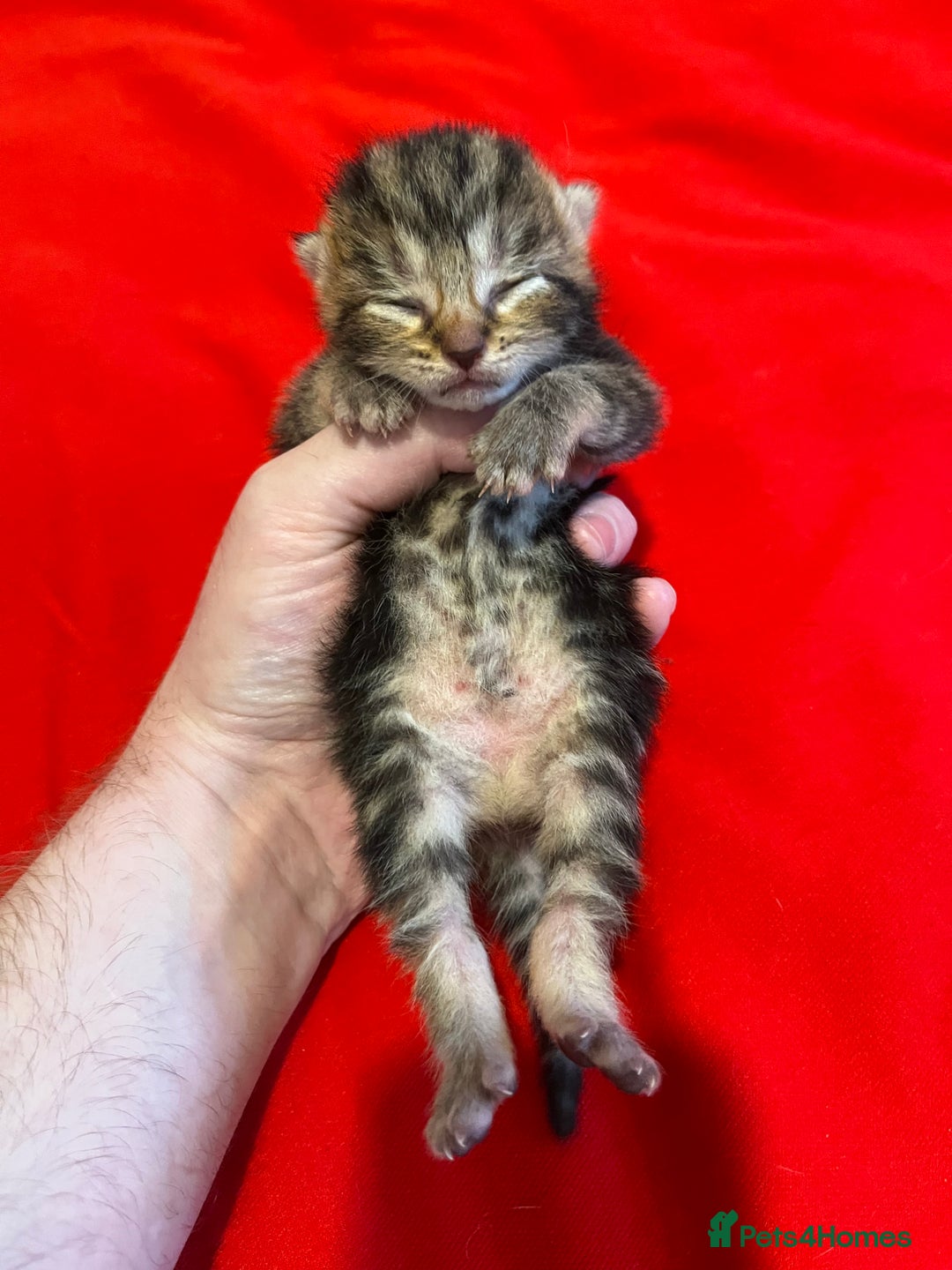 Mixed Breed cats for sale: Beautiful kittens for sale 🥰 - Advert 5