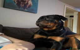 Rottweiler dogs for sale: Rottweiler 8 months old male  - Image 3