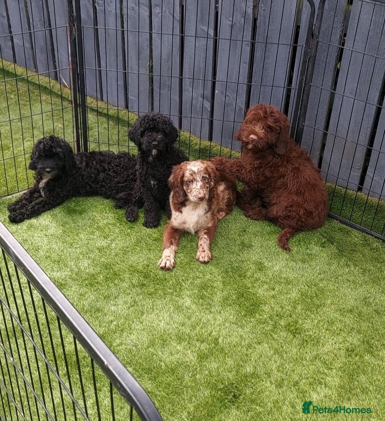 Sproodle dogs READY TO LEAVE STUNNING F2 SPROODLES - Advert 3