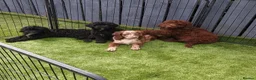 Sproodle dogs for sale: 2 GIRLS LEFT PRA CLEAR SPROODLES - Advert 5