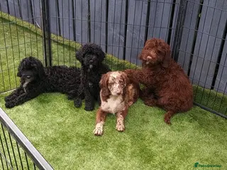 Sproodle dogs READY TO LEAVE STUNNING F2 SPROODLES - Advert 3