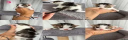 Mixed Breed cats for sale: 5 Little Kittens Looking for Their Forever Homes🐾 - Advert 4