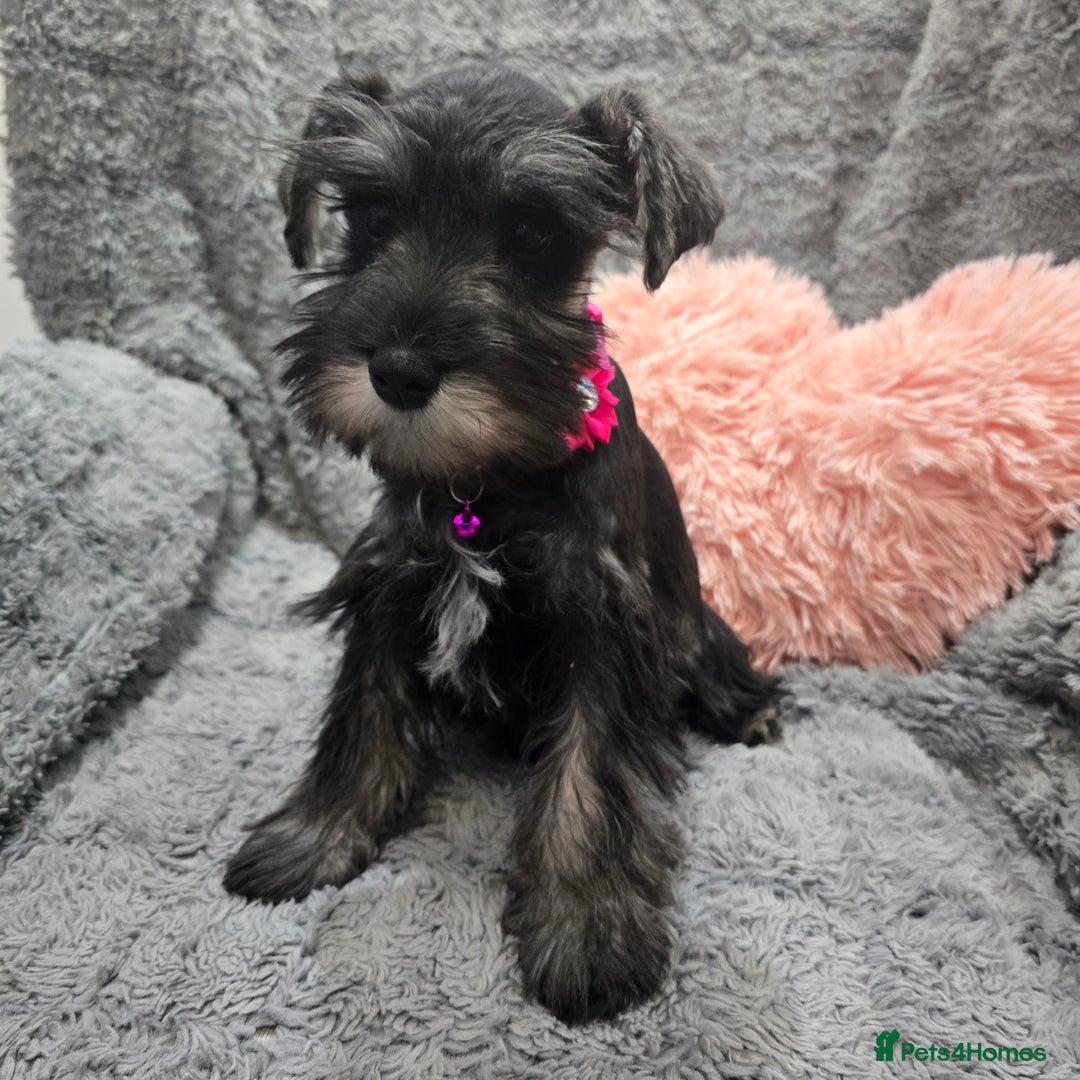 Miniature Schnauzer dogs for sale: Salt&pepper Miniature Schnauzer girl. READY NOW ‼️ - Image 3