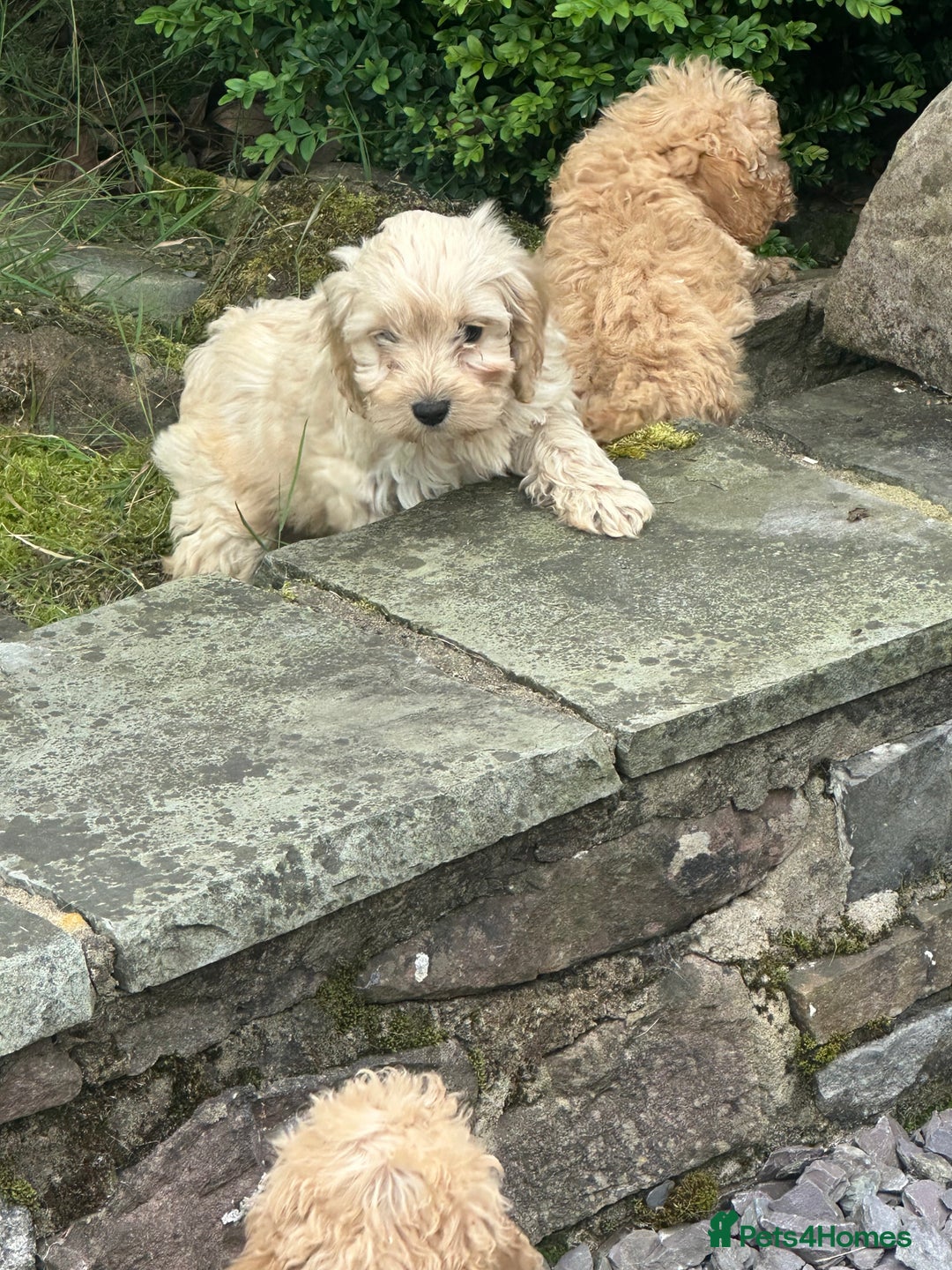 Cockapoo dogs for sale: Crazy Cockapoo puppies    - Image 6