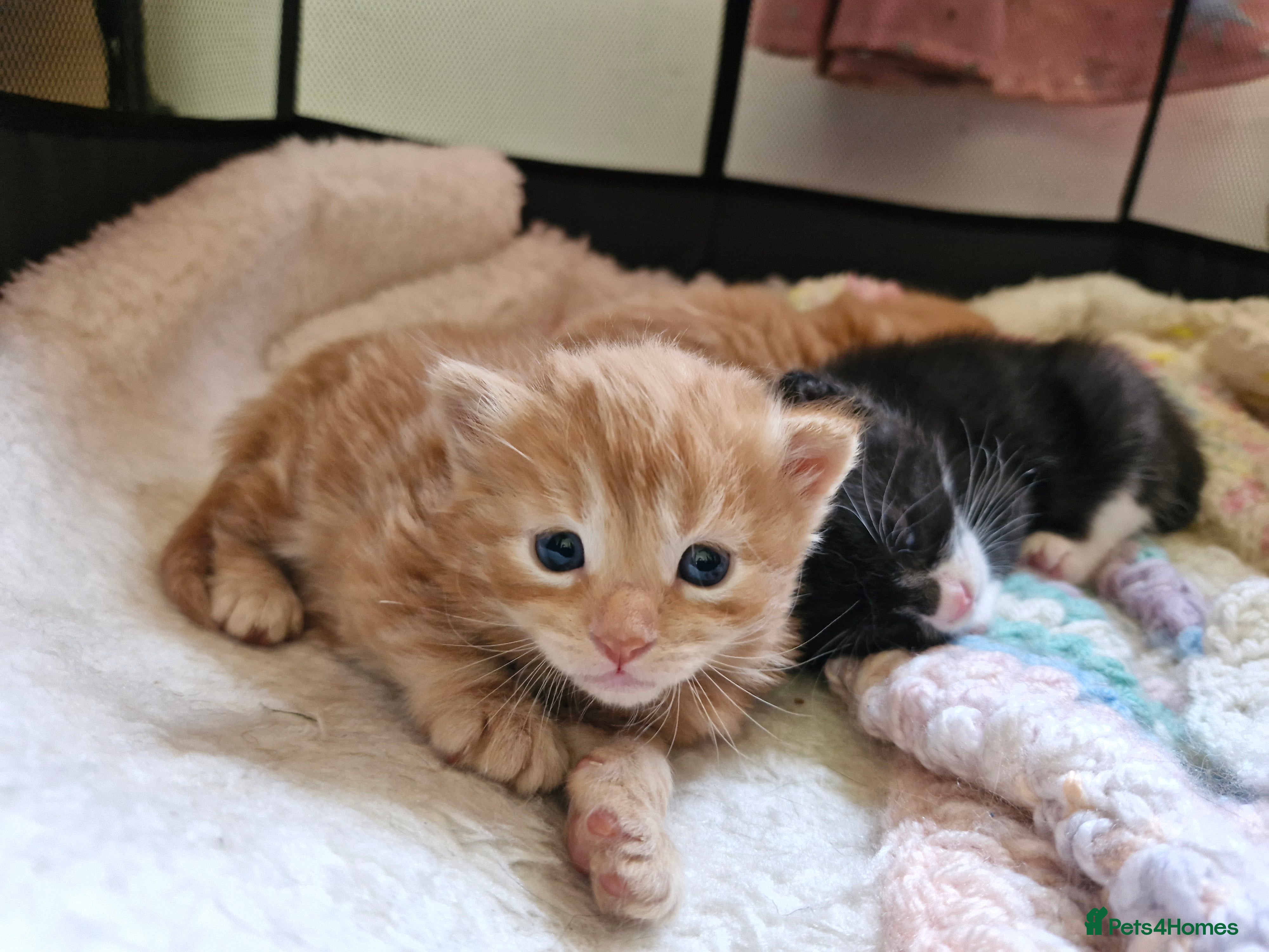 Mixed Breed cats for sale: Cute ginger kittens 1 short haired 2 fluffy  in Liverpool - Advert 2