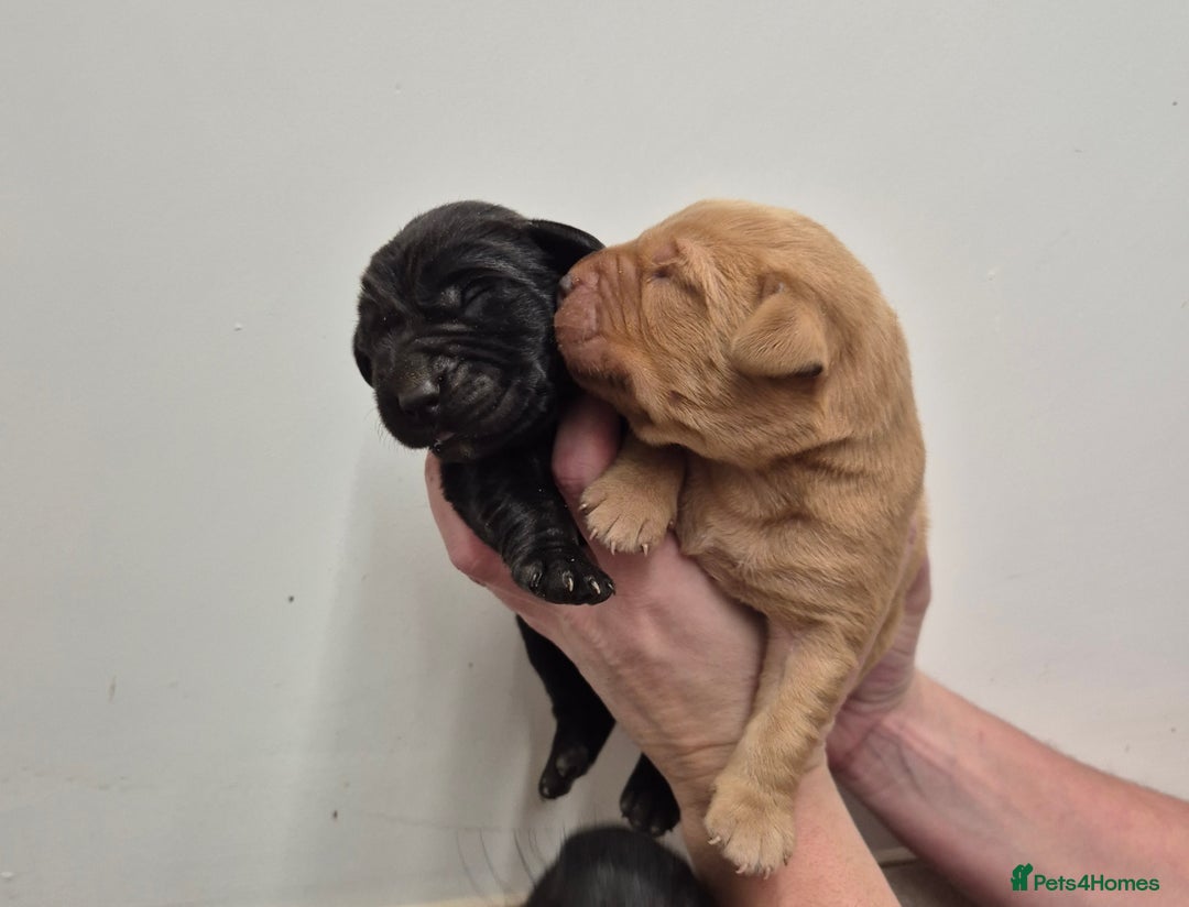 Labrador Retriever dogs for sale: Labrador Puppies - Advert 3