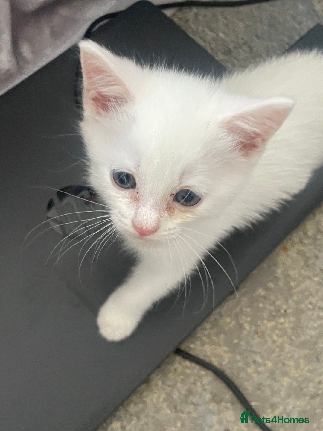 Mixed Breed cats for sale: 5 KITTENS FOR SALE🥰😍 - Image 1