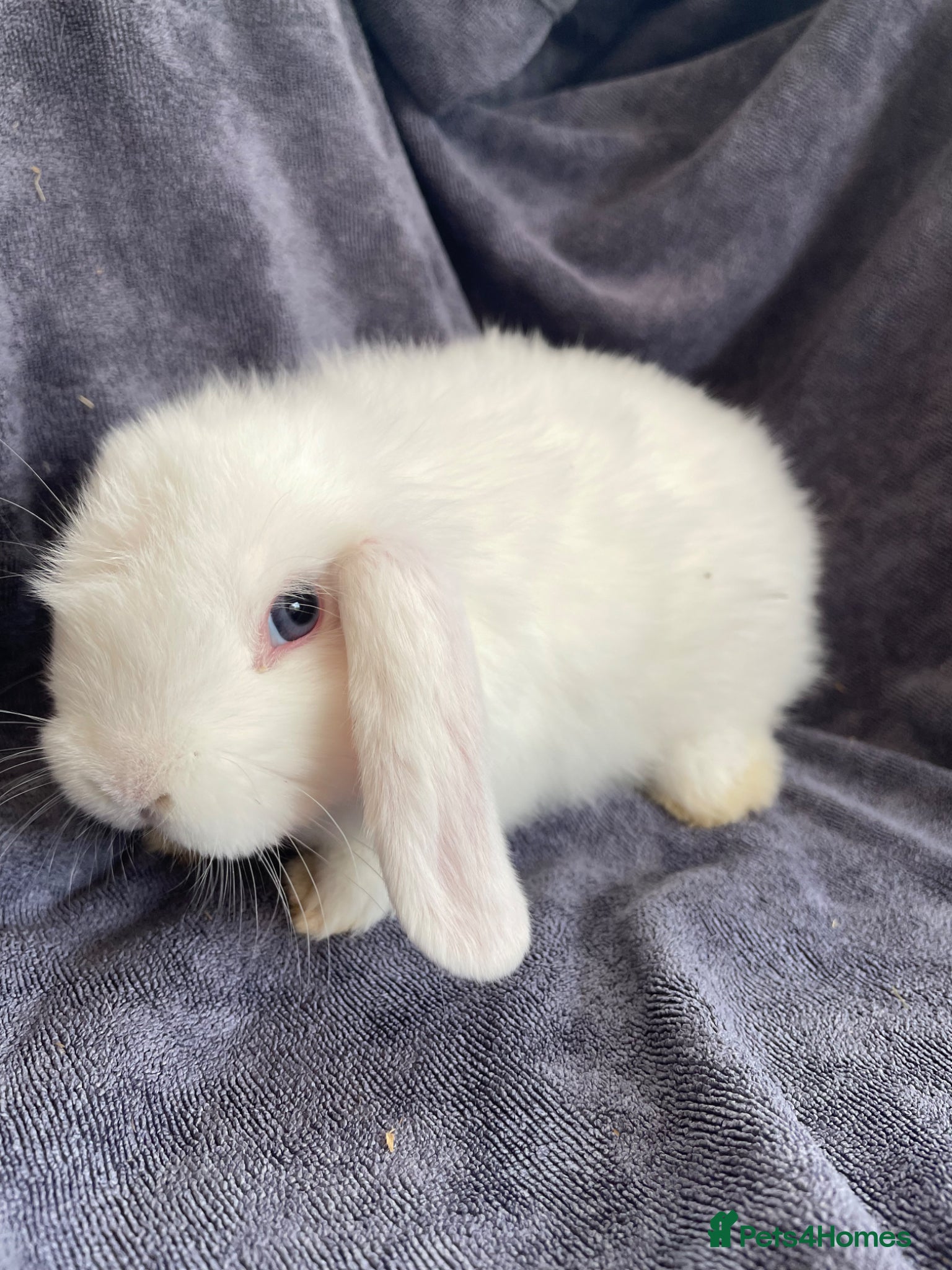 Mini Lop rabbits Last mini lop boy left  - Advert 15
