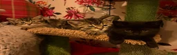 British Shorthair cats for sale: 4 beautiful British shorthairs  - Advert 9