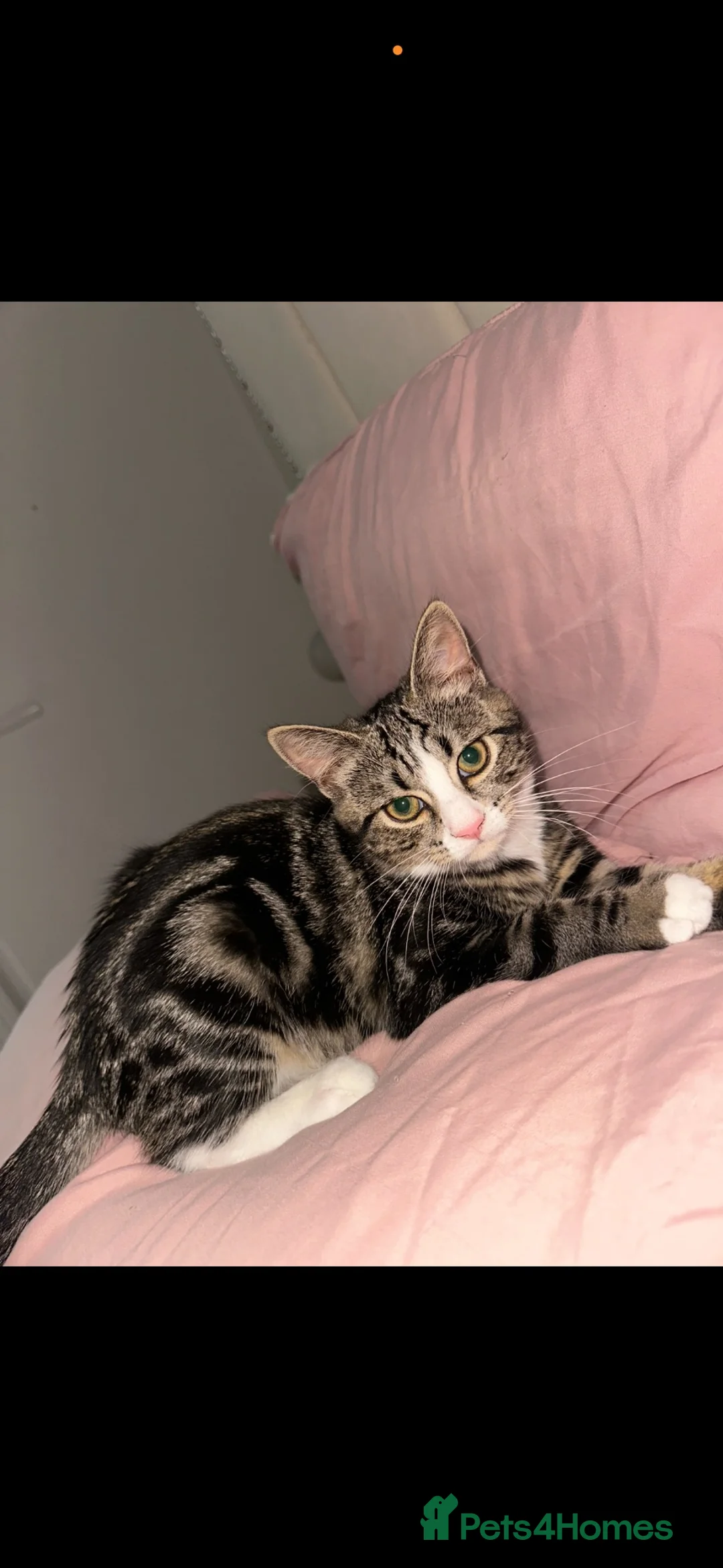 Mixed Breed cats for sale: Blue , tabby x - Advert 7