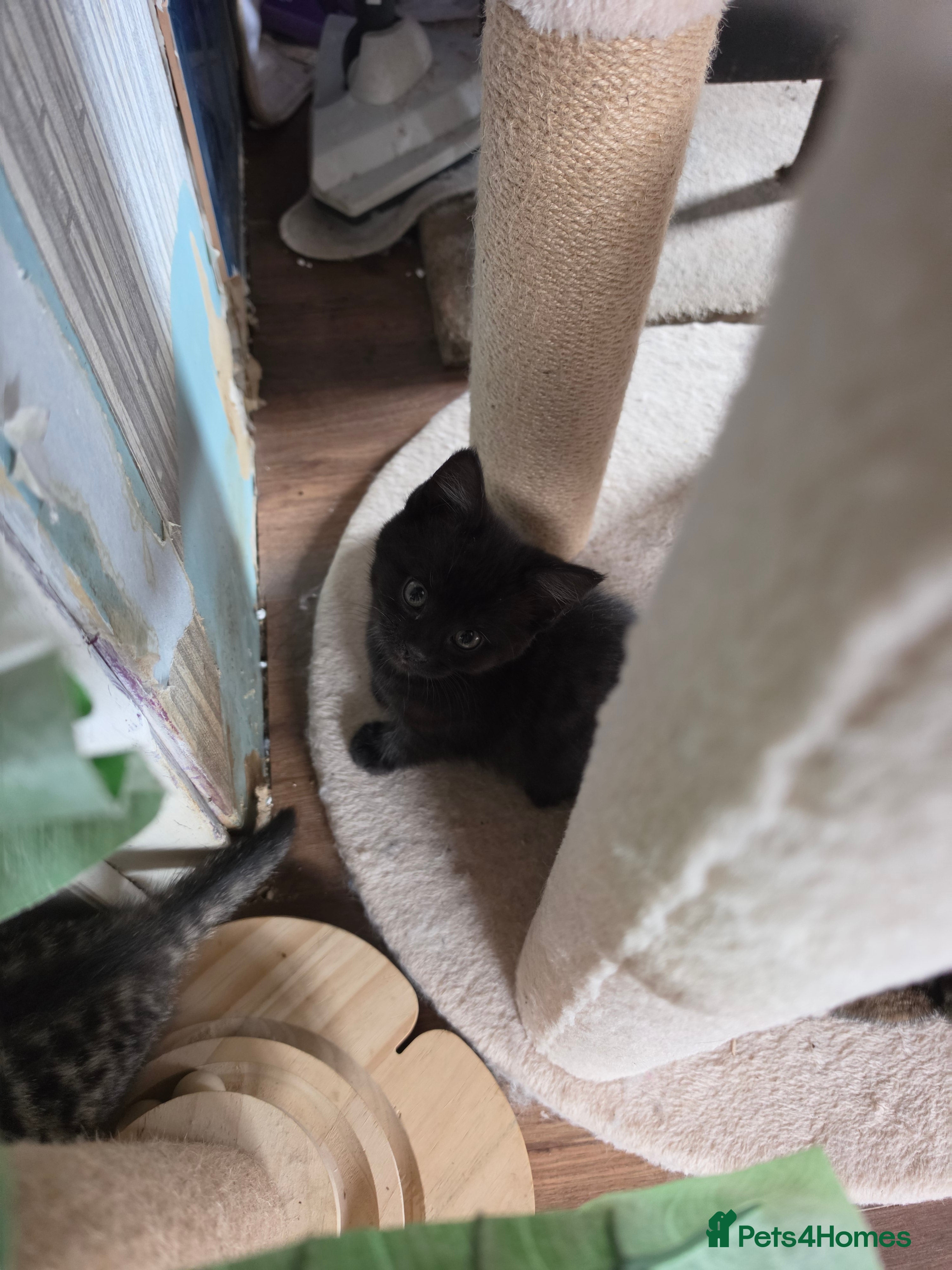 Mixed Breed cats for sale: 5 kittens available  in Chipping Norton - Advert 6