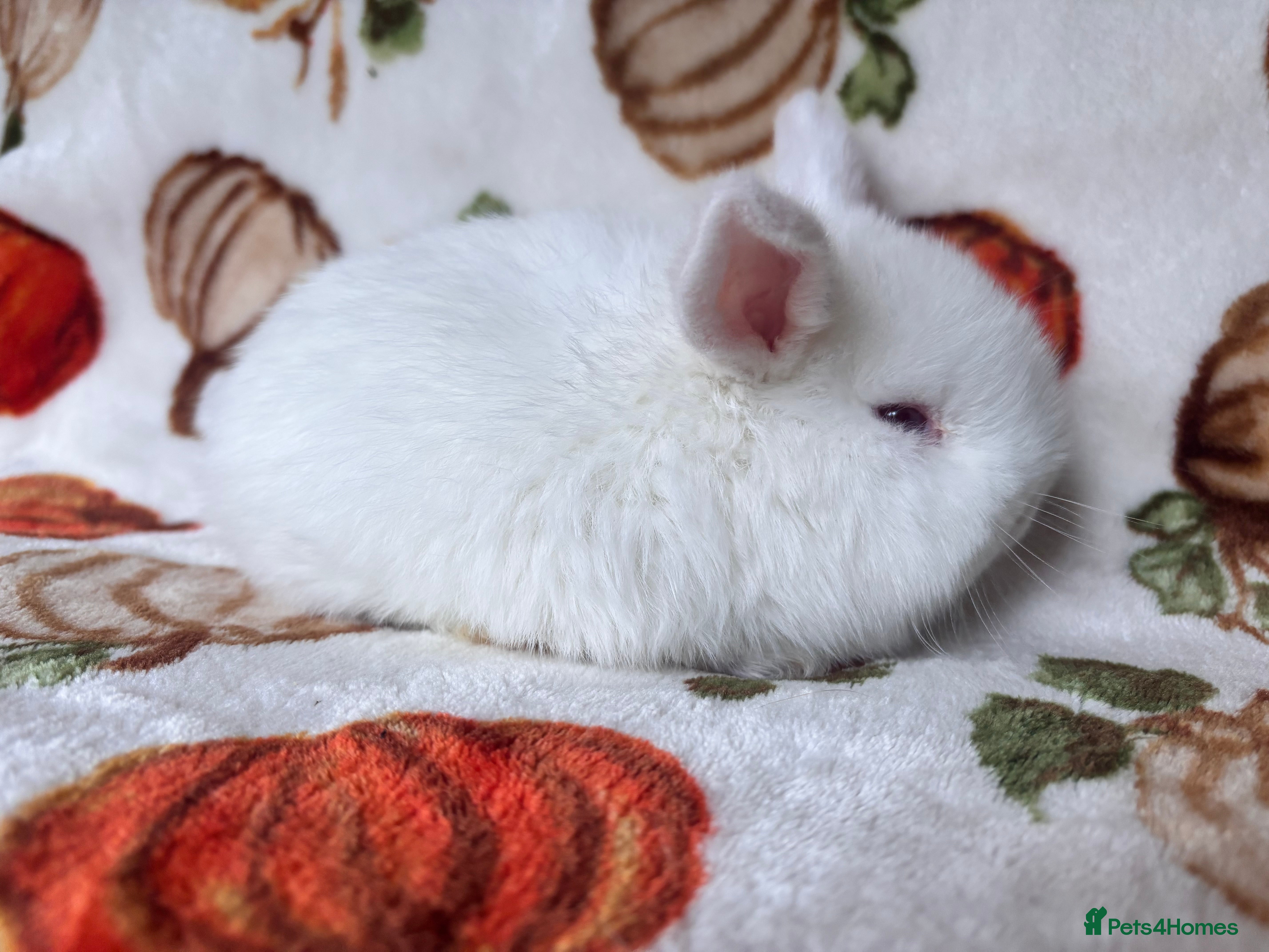 Mini Lop rabbits beautiful mini lop  - Advert 10