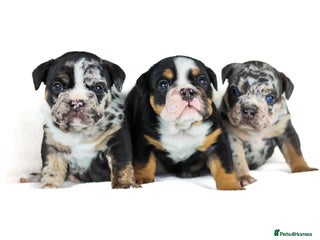 English Bulldog dogs Unreal English bull dogs - Advert 13