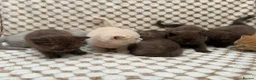 British Shorthair cats for sale: british shorthair kittens - Advert 8