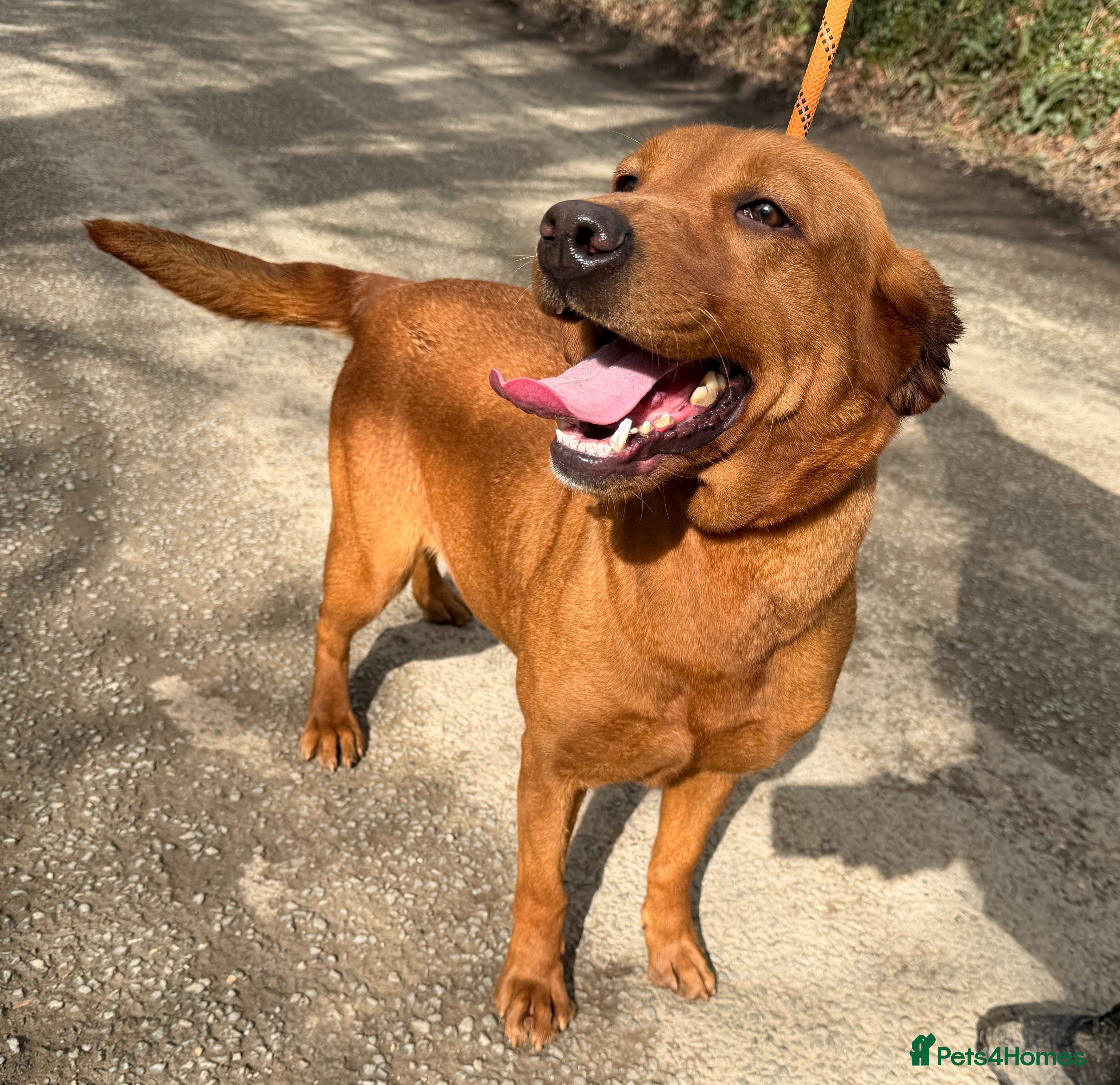 Labrador Retriever dogs Gorgeous KC Registered Fox Red Bitch - Adult - Advert 1