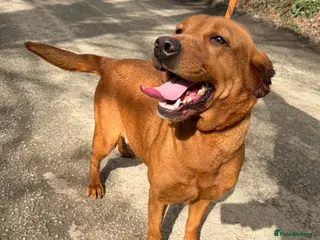 Labrador Retriever dogs Gorgeous KC Registered Fox Red Bitch - Adult - Advert 1