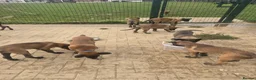 Belgian Shepherd Dog dogs for sale: Belgian malınois puppys - Advert 4