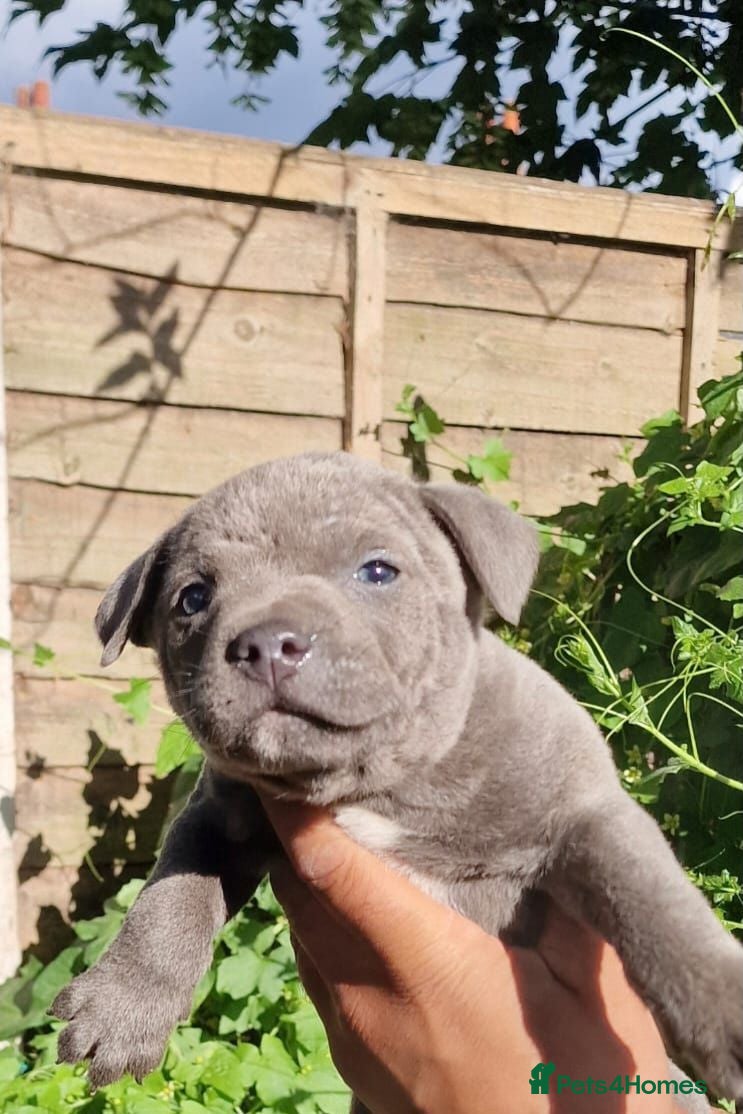 Staffordshire Bull Terrier dogs Pure blue staffy puppies ready to leave  - Advert 1