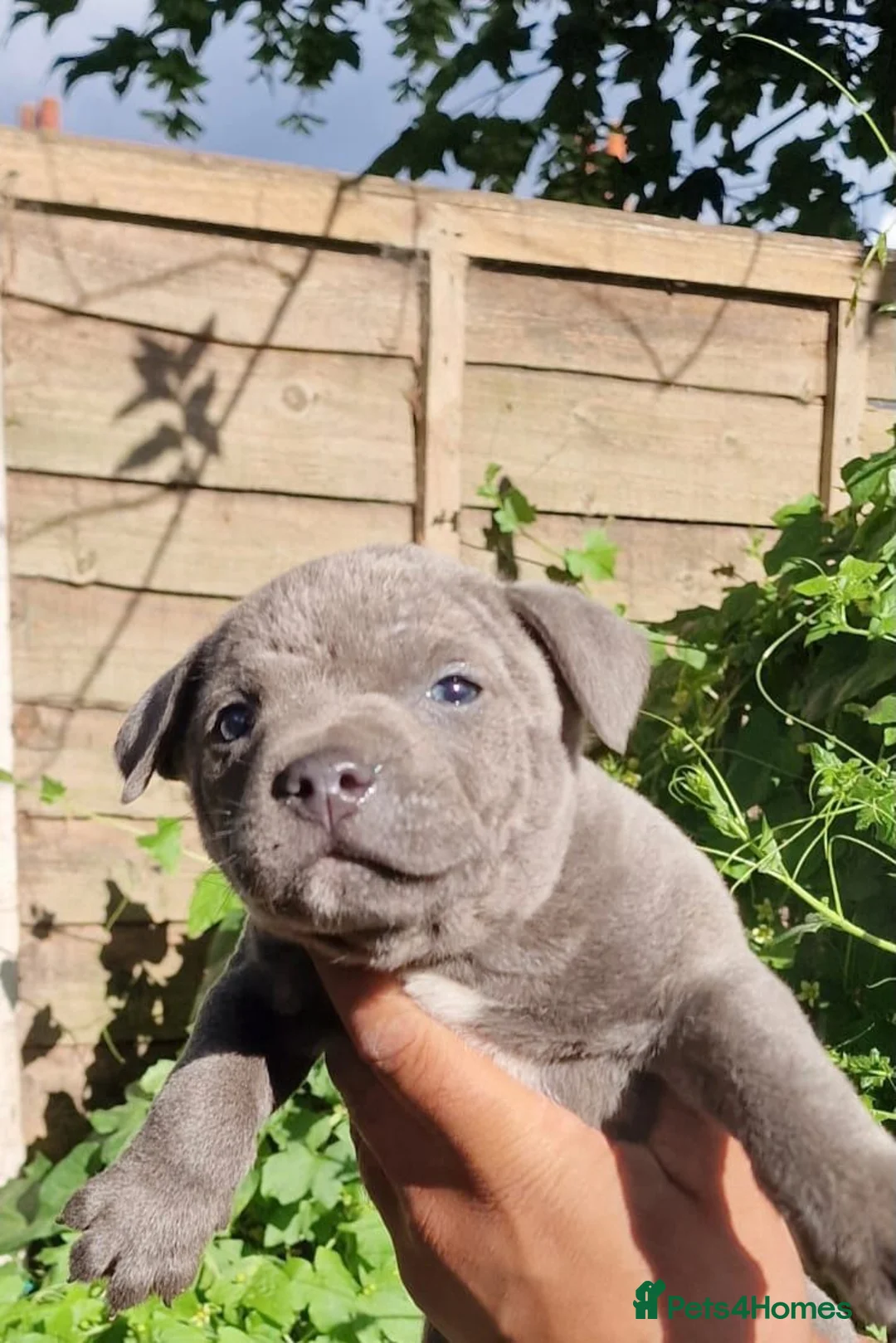 Staffordshire Bull Terrier dogs for sale: Pure blue staffy puppies ready to leave  - Advert 1