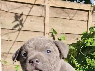 Staffordshire Bull Terrier dogs Pure blue staffy puppies ready to leave - Advert 4