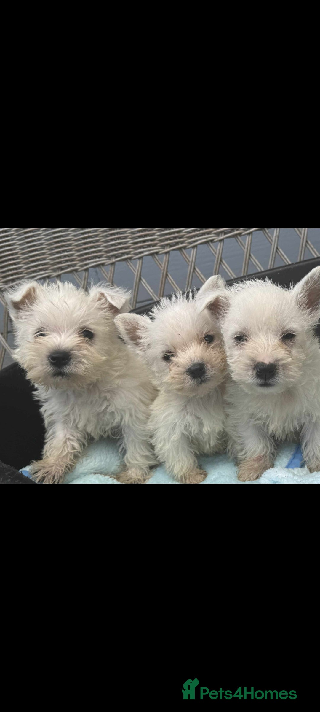 West Highland Terrier dogs for sale: Westie puppys  - Advert 2