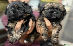 Shih Tzu dogs for sale: Shih Tzu puppies - Image 5