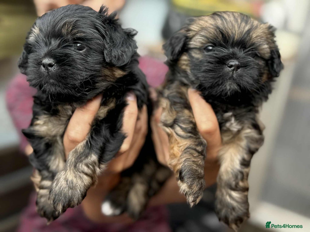 Shih Tzu dogs for sale: Shih Tzu puppies - Image 5