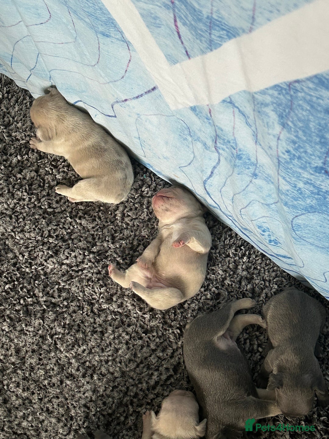 French Bulldog dogs for sale: French bulldog puppies  - Image 16