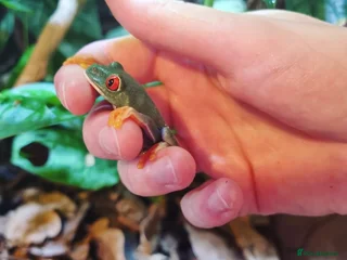 Frog reptiles for sale: Red Eyed Tree Frog - Advert 1