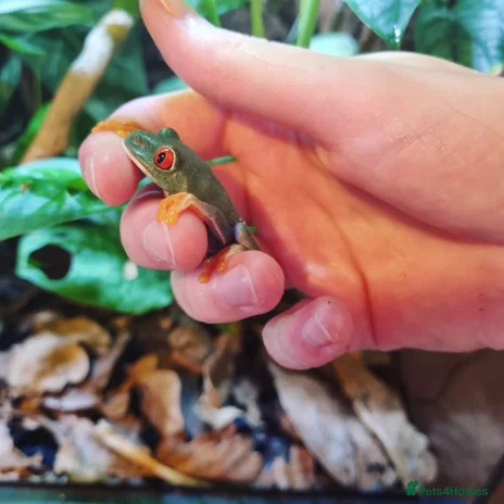 Frog reptiles Red Eyed Tree Frog - Advert 1