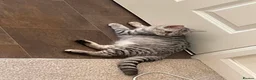 British Shorthair cats for sale: British Blue Shorthair Silver Tabby kittens - Advert 17
