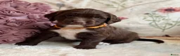 Sprocker dogs for sale: Sprocker Spaniel pups  in Stranraer - Advert 9