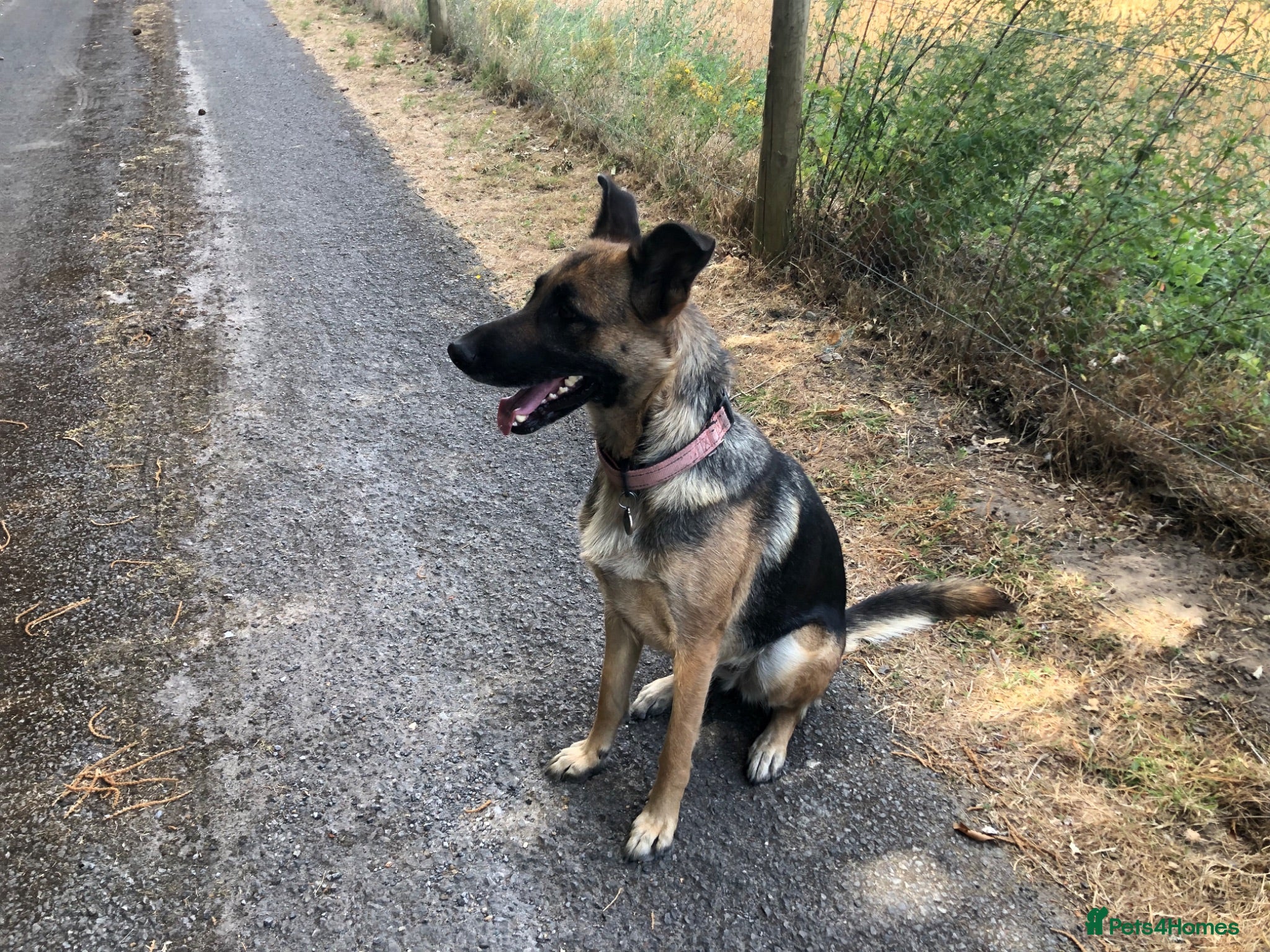 Mixed Breed dogs German Shepherd bitch family and farm guard dog - Advert 1