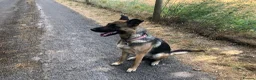 Mixed Breed dogs for sale: German Shepherd bitch family and farm guard dog - Advert 1