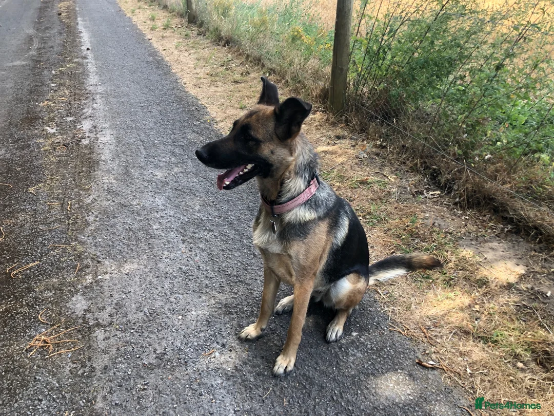 Mixed Breed dogs for sale: German Shepherd bitch family and farm guard dog - Advert 1