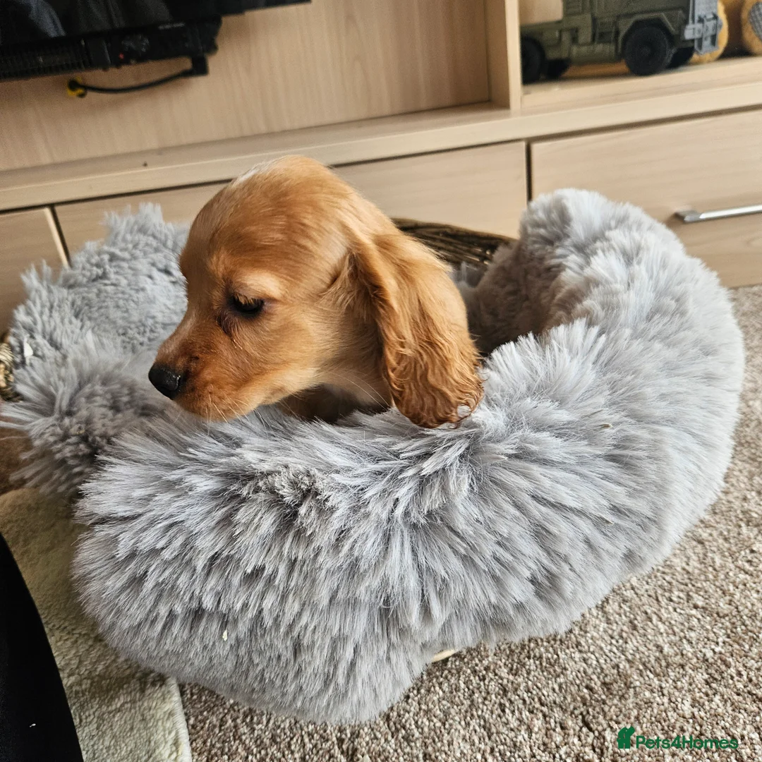 Cocker Spaniel dogs for sale: Working Type Cocker Spaniels - Advert 12