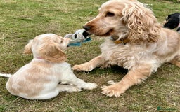 Cocker Spaniel dogs for sale: 4 Beautiful Puppies. KC Sable Show Cocker Puppies  - Image 10